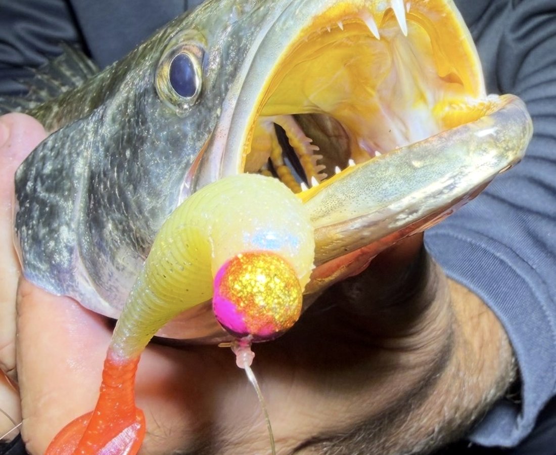 A speckled trout with a chartreuse swimbait and glitter jig head in its mouth