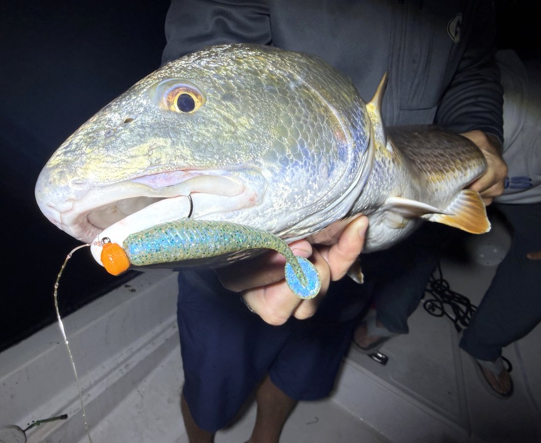 A bull redfish held at night with a blue-glitter swimbait on an orange jig head