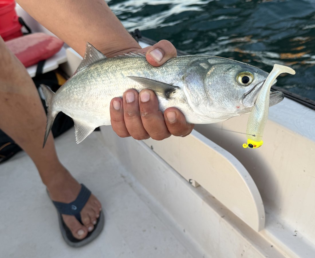 A bluefish held boatside with a pearl swimbait on a chartreuse jig head